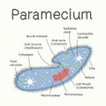 Ciliates - the structure of the microorganism. Vector graphics